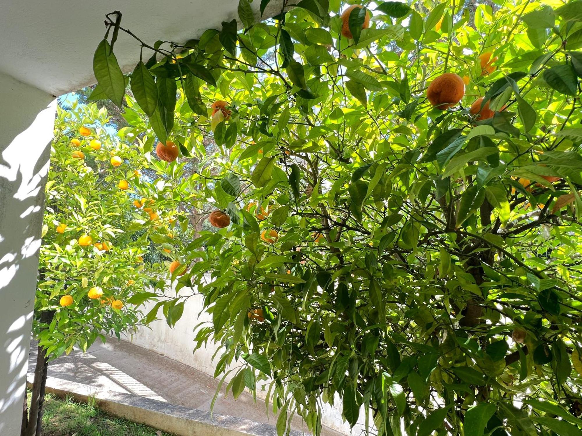 Cozy Fairytal Garden Apartment, Family Friendly, Free Parking, 15 Min To Airport 雅典 外观 照片